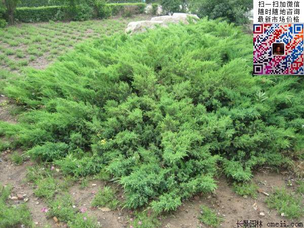 沭陽的地柏基地 沭陽的地柏基地