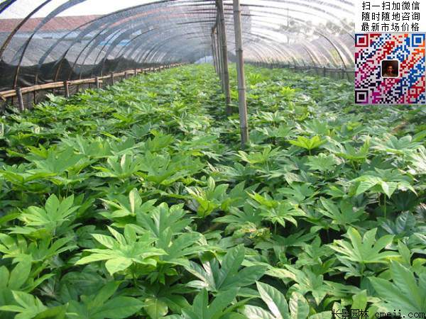 八角金盤養殖方法