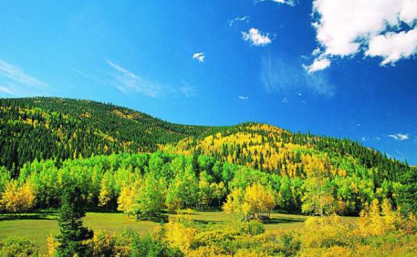 學習國外苗木行業經驗，搶先了解國內市場動態