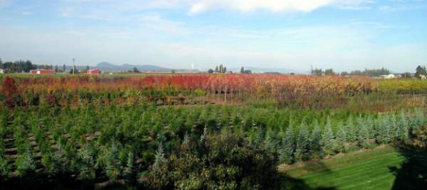 學習國外苗木行業經驗，搶先了解國內市場動態