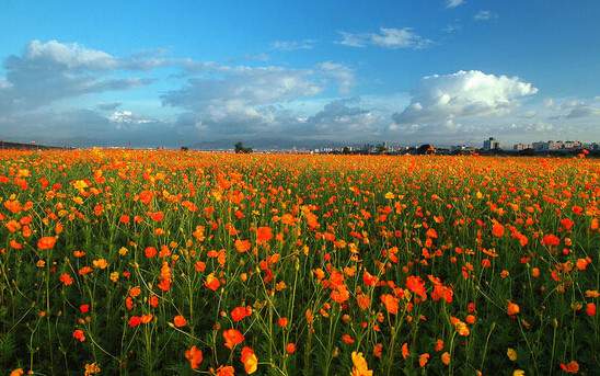 學習國外苗木行業經驗，搶先了解國內市場動態
