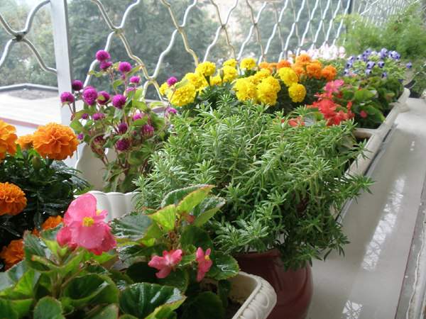 老祖宗的智慧 28條關于養花的諺語