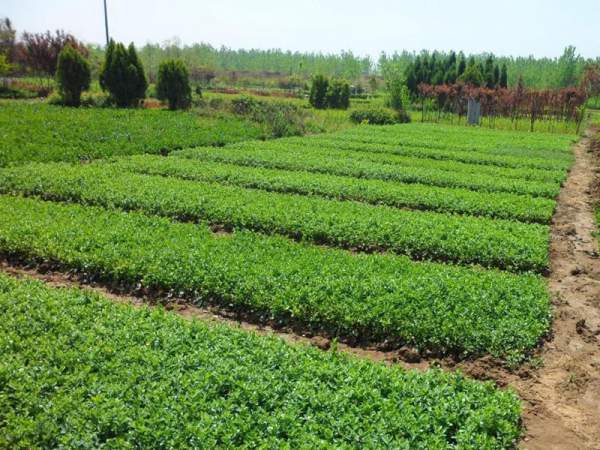 小葉扶芳藤基地批發價格出售小葉扶芳藤