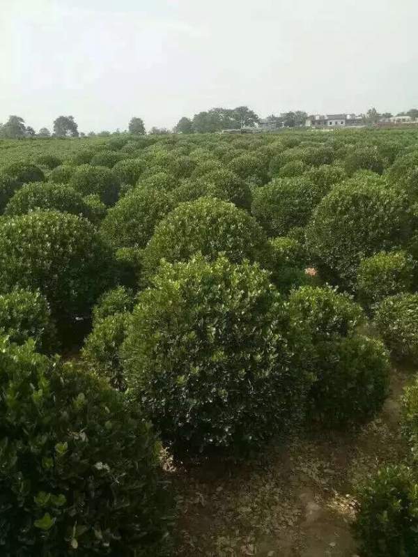 80公分大葉黃楊球價(jià)格 80公分大葉黃楊球價(jià)格