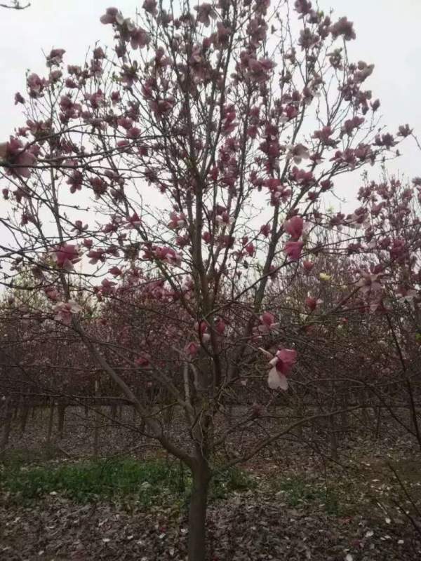 紫玉蘭圖片 紫玉蘭圖片