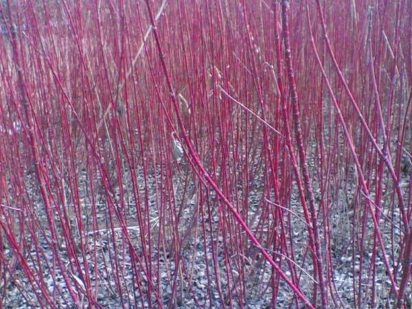 紅瑞木的生長(zhǎng)習(xí)性是什么，適合在什么地方種植