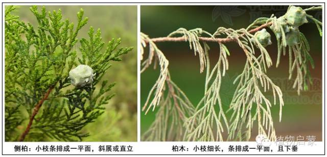 圓柏、刺柏、側柏、柏木以及龍柏的簡易識別法