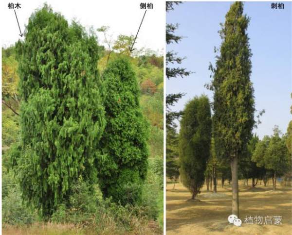 圓柏、刺柏、側柏、柏木以及龍柏的簡易識別法