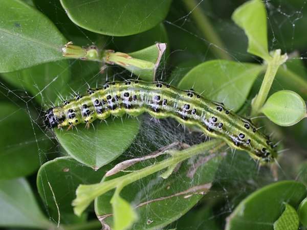 黃楊絹葉螟 黃楊絹葉螟