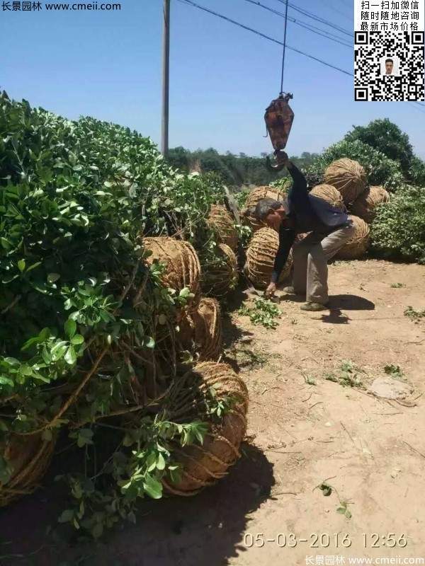 冠幅1.2米1.3米大葉黃楊球 冠幅1.2米1.3米大葉黃楊球