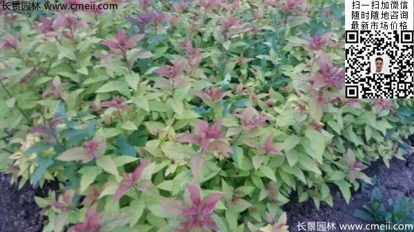 粉花繡線菊基地圖片