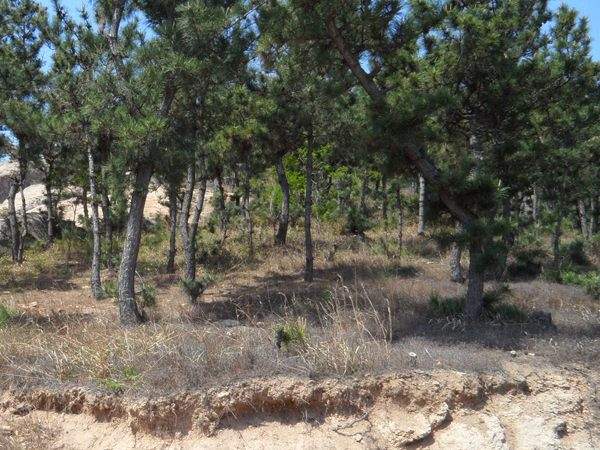 黑松--長景園林 黑松--長景園林