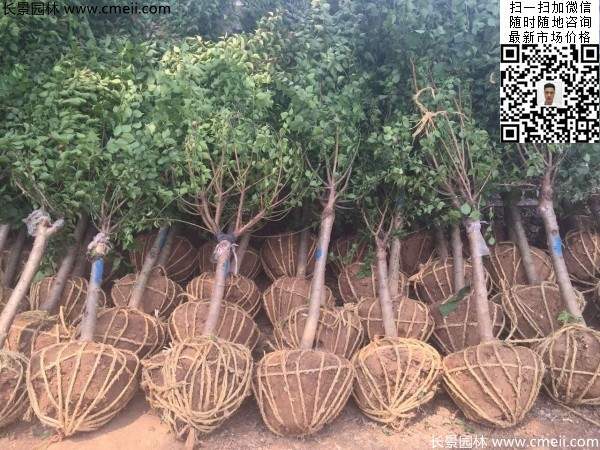 國(guó)內(nèi)數(shù)一數(shù)二紅梅花產(chǎn)地，你知道幾個(gè)