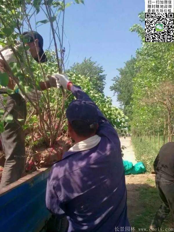 丁香樹(shù)苗 丁香樹(shù)苗