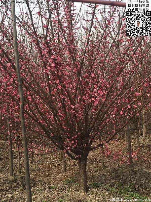 高端、大氣、上檔次的紅梅