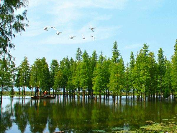 水杉樹(shù)美景