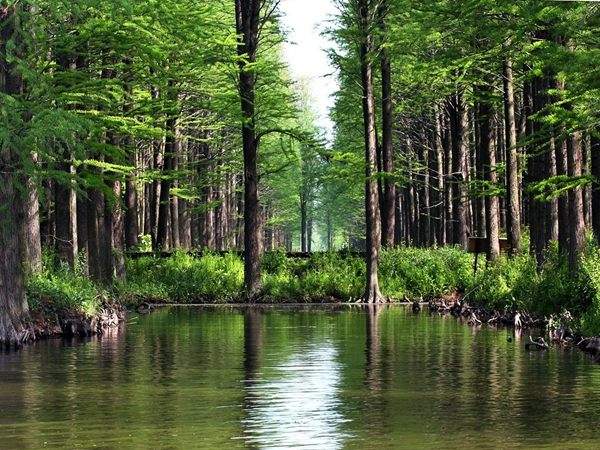 水杉樹(shù)美景