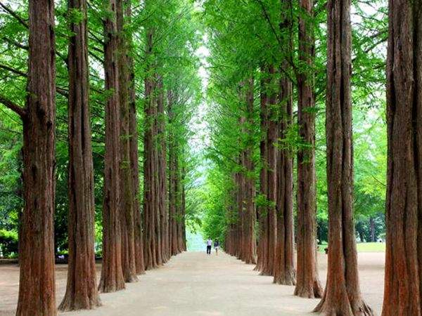 水杉樹(shù)美景