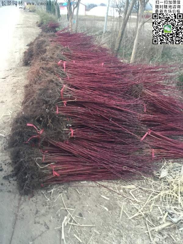 叢生紅瑞木 叢生紅瑞木