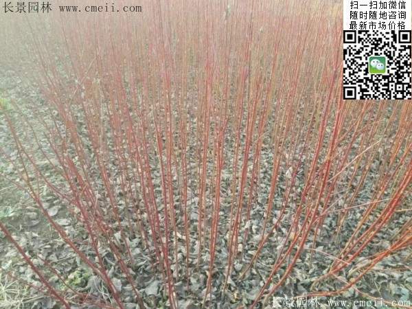 主教紅瑞木 主教紅瑞木