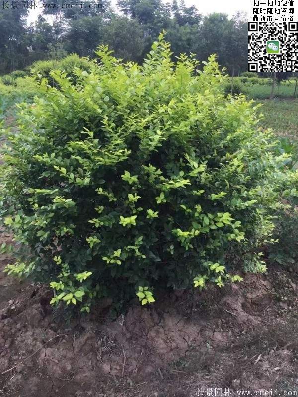 金葉女貞--長景園林 金葉女貞--長景園林