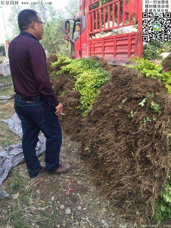金葉女貞--長景園林 金葉女貞--長景園林