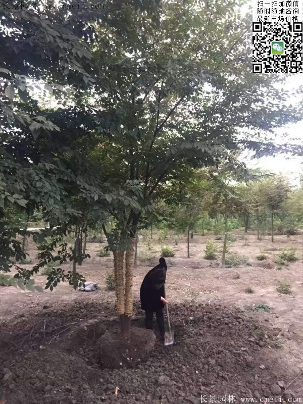 三棵櫸樹的故事 三棵櫸樹的故事