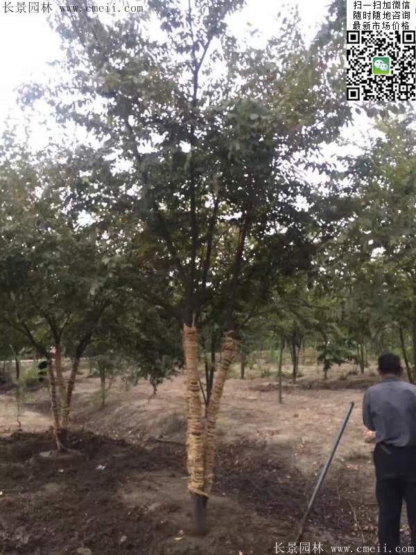 三棵櫸樹的故事 三棵櫸樹的故事