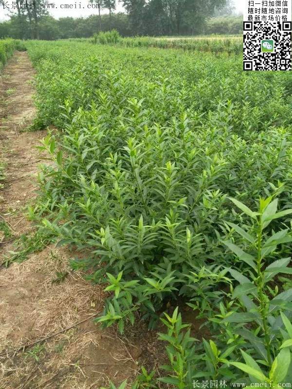 連翹--長景園林 連翹--長景園林