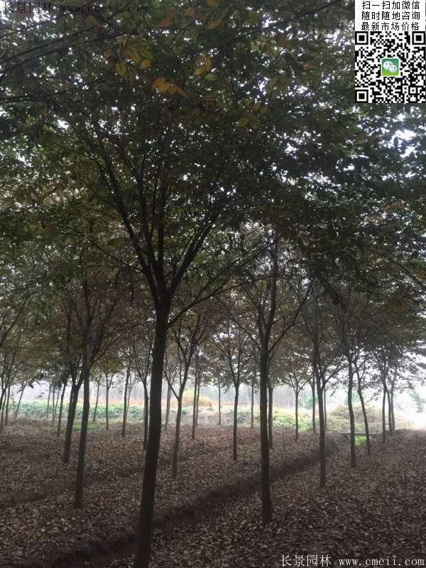 大規格櫸樹 大規格櫸樹