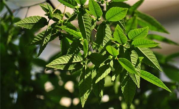 大規格櫸樹 大規格櫸樹