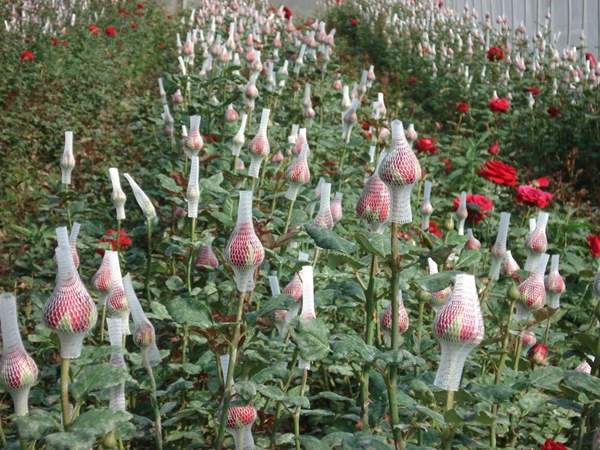 沭陽玫瑰基地 沭陽玫瑰基地