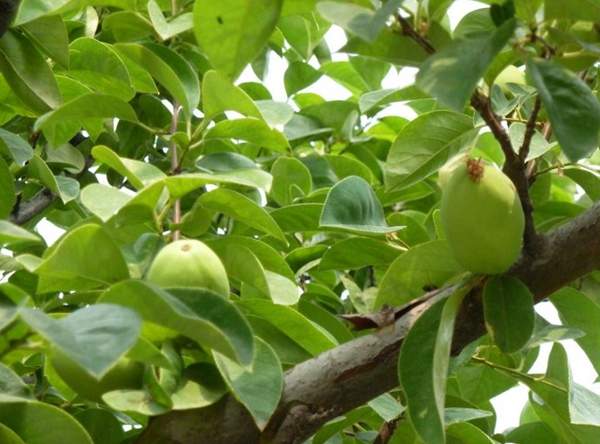 低價(jià)木瓜樹 低價(jià)木瓜樹