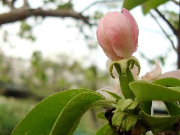 低價(jià)木瓜樹 低價(jià)木瓜樹