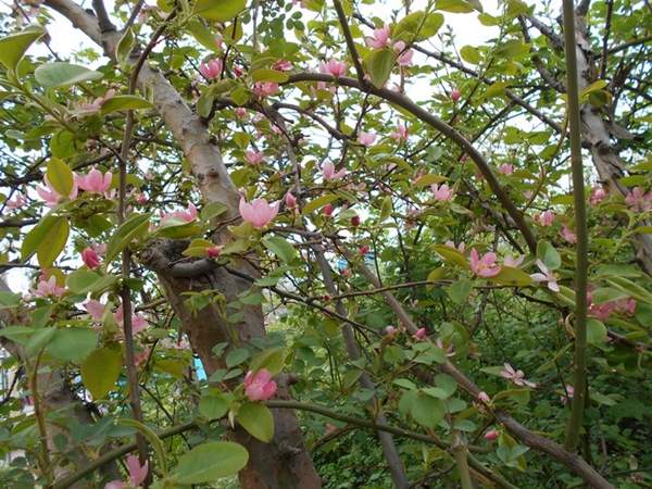 低價(jià)木瓜樹 低價(jià)木瓜樹