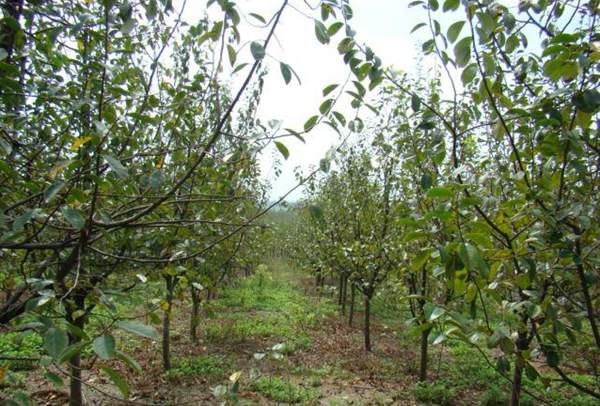 3公分木瓜樹(shù)