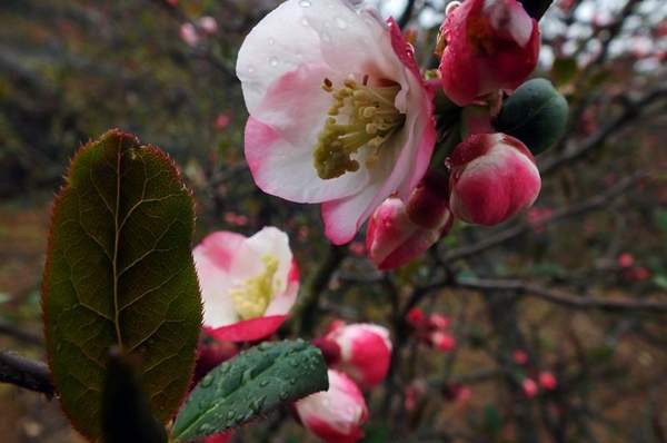 3公分木瓜樹(shù)