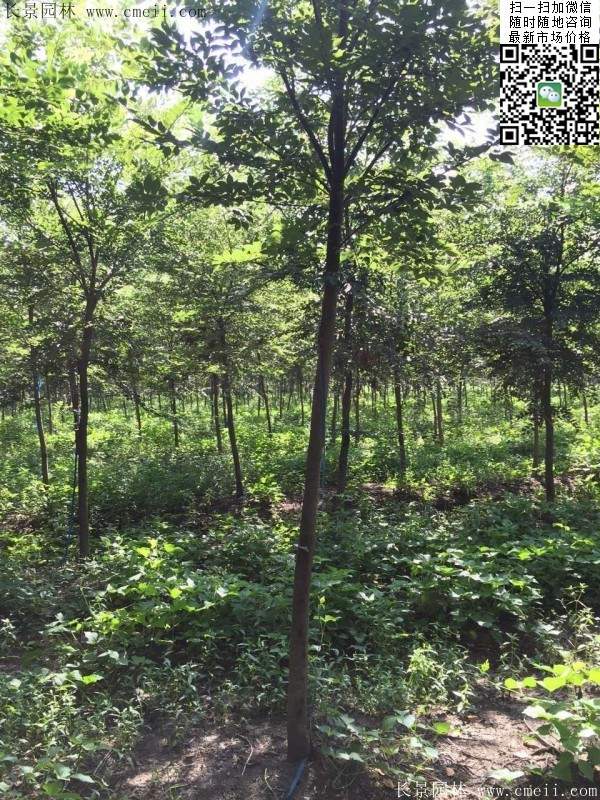 櫸樹哪里便宜？麻煩推薦一家大型，有誠信的單位！