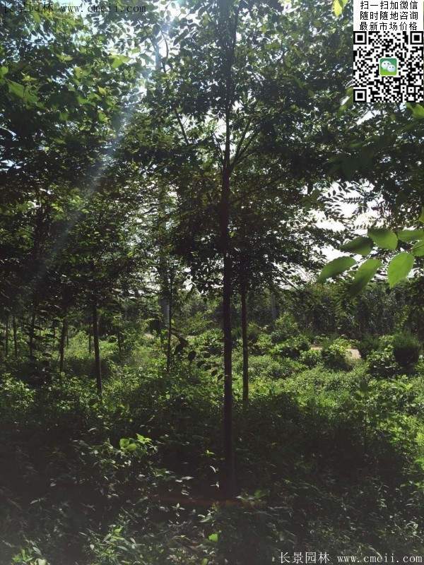 櫸樹哪里便宜？麻煩推薦一家大型，有誠信的單位！