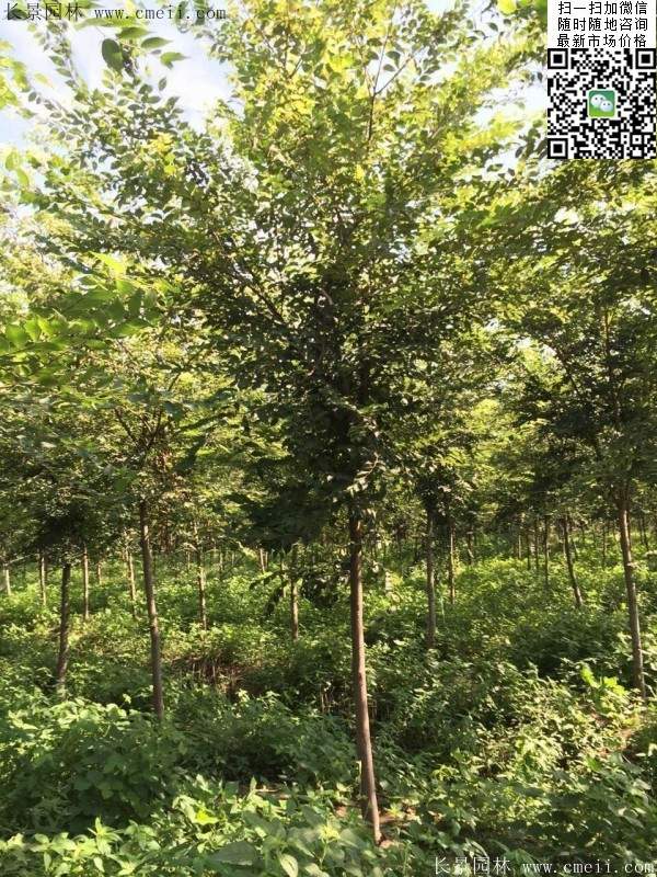 櫸樹哪里便宜？麻煩推薦一家大型，有誠信的單位！