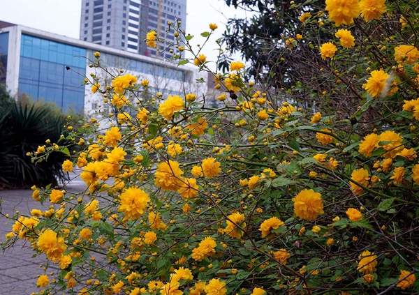 道路旁的棣棠花