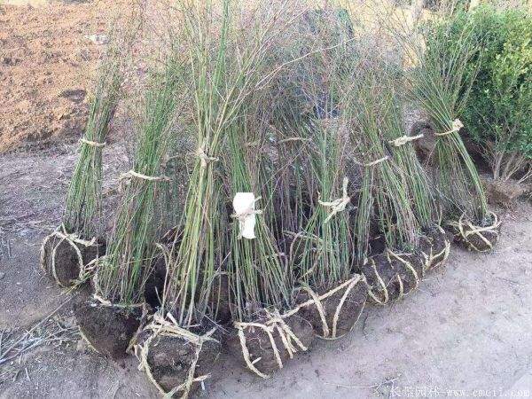 棣棠價(jià)格 棣棠價(jià)格