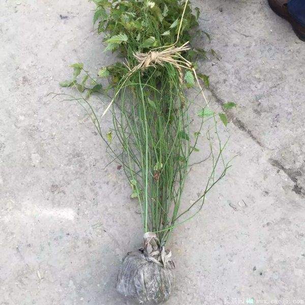 棣棠價(jià)格 棣棠價(jià)格