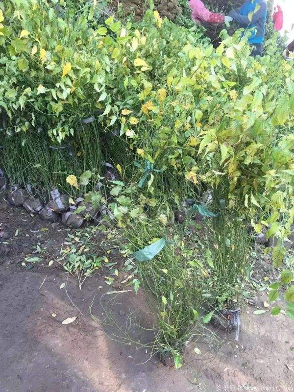 棣棠價(jià)格 棣棠價(jià)格