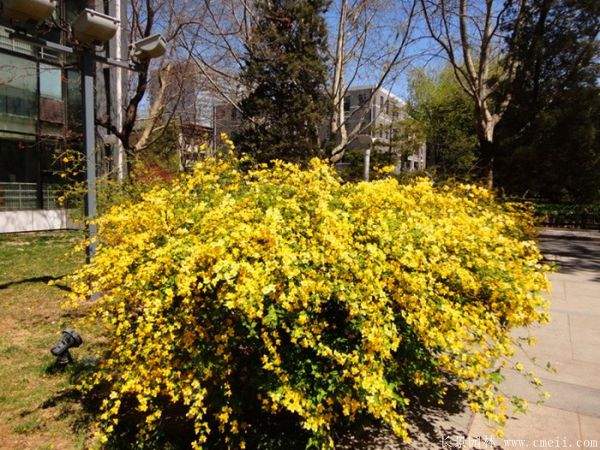 棣棠價(jià)格 棣棠價(jià)格