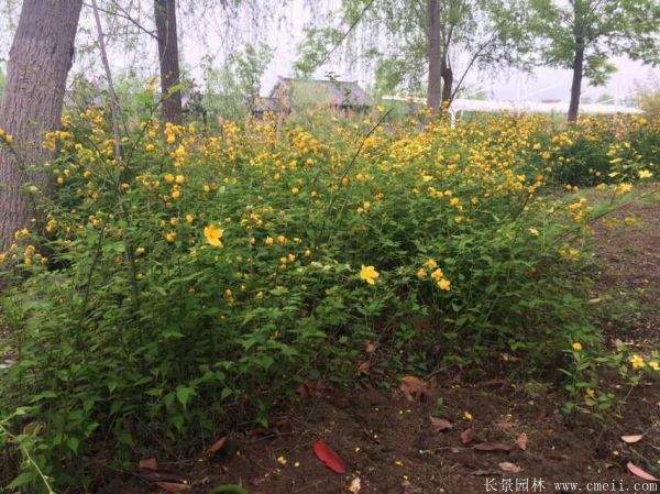 棣棠價(jià)格 棣棠價(jià)格