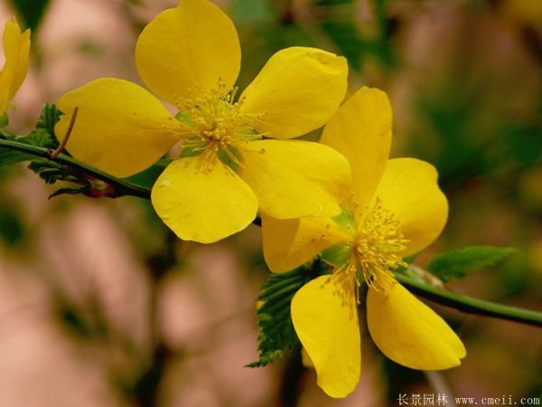 棣棠價(jià)格 棣棠價(jià)格