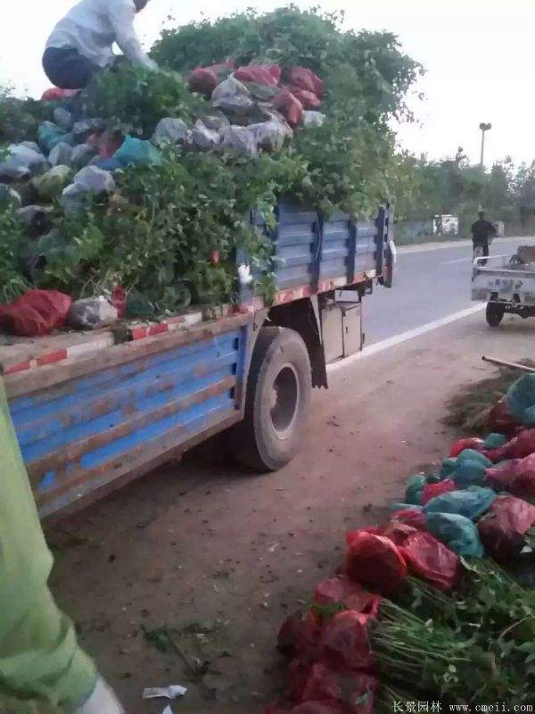 沭陽棣棠花 沭陽棣棠花