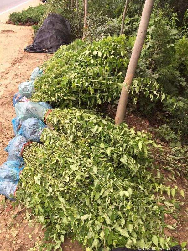 江蘇棣棠花價(jià)格 江蘇棣棠花價(jià)格