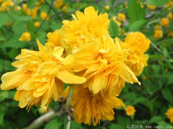 江蘇棣棠花價(jià)格 江蘇棣棠花價(jià)格